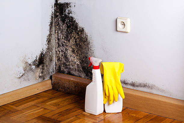 Best Biohazard Mold Removal  in Shortsville, NY